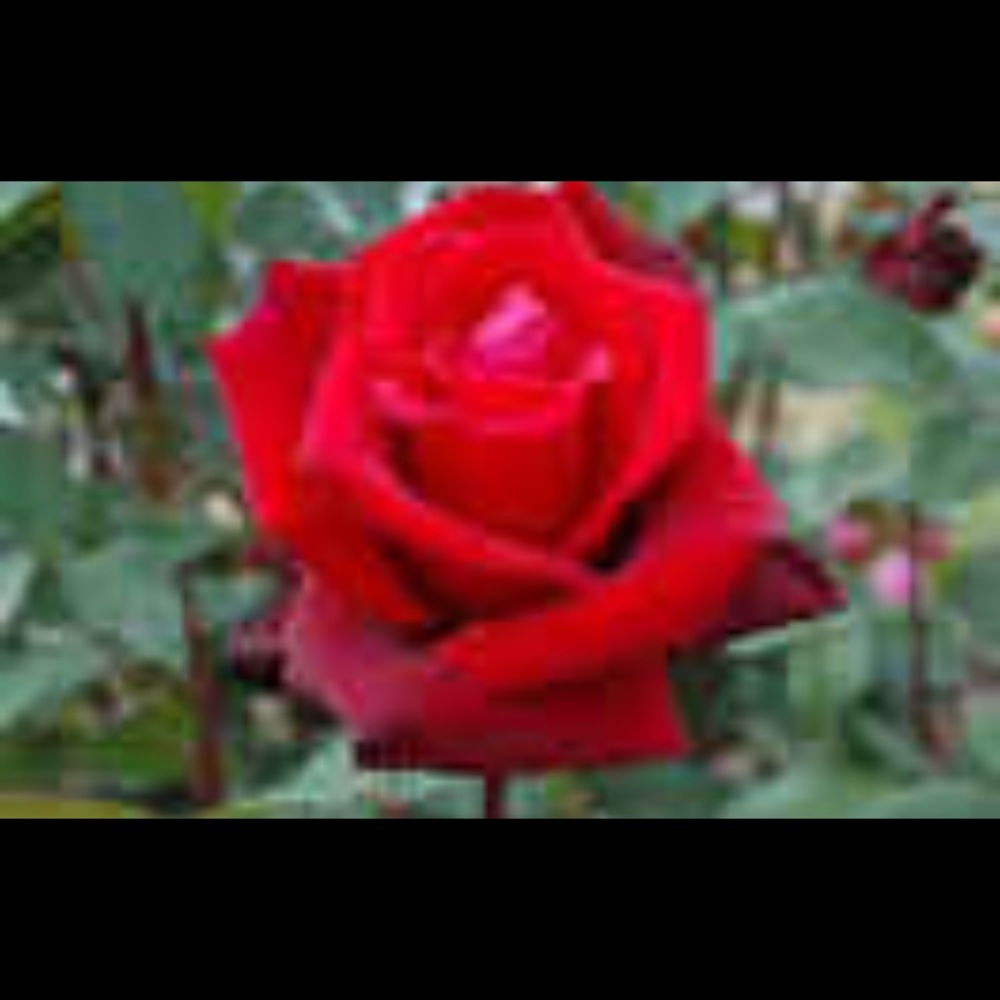 Meet your Posher, Jade